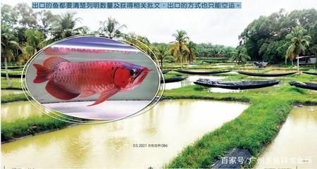 新加坡紅龍魚簡介視頻：新加坡東湖龍魚場紅龍及過背收成現(xiàn)場 龍魚百科 第2張