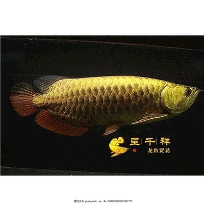 重金屬龍魚和普通金龍魚的區(qū)別：重金屬龍魚與普通金龍魚的區(qū)別