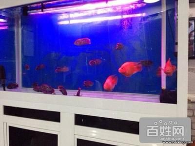 九鼎魚缸批發(fā)：九鼎魚缸品牌介紹成都卓易商貿(mào)有限公司旗下品牌介紹 龍魚百科 第4張