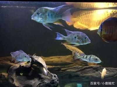 銀板魚能和龍魚混養(yǎng)嗎：銀板魚和龍魚可以混養(yǎng)嗎？