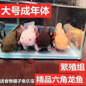 有沒有冷水龍魚養(yǎng)：冷水龍魚可以冷水養(yǎng)殖嗎？