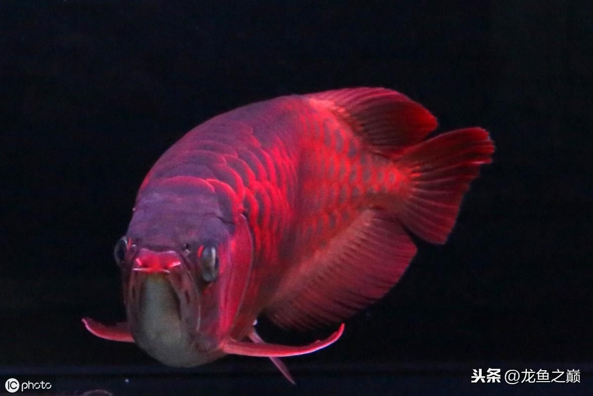 養(yǎng)龍魚適合放沉木嗎：養(yǎng)龍魚是否適合放沉木