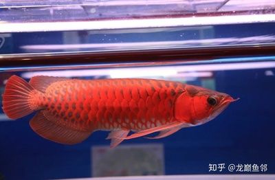 怎樣挑選紅龍魚幼魚苗：如何挑選紅龍魚幼魚苗