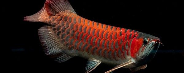 野生紅龍魚生長環(huán)境 龍魚百科 第3張