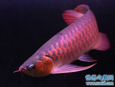 紫羅蘭金龍魚貴不：為什么紫羅蘭金龍魚的價格相對較高？ 龍魚百科 第2張