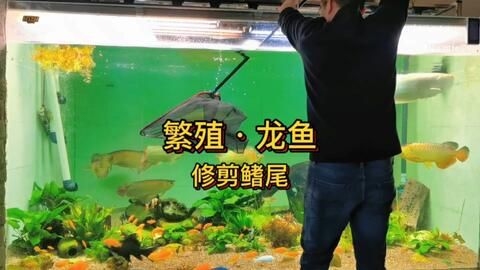 國內(nèi)龍魚繁殖基地在哪里：國內(nèi)最大的龍魚養(yǎng)殖基地位于廣東省韶關(guān)樂昌市樂昌市