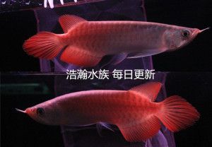 賽級紅龍魚：賽級紅龍魚是一種什么樣的魚