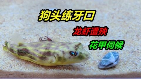 龍魚和狗頭魚能一起養(yǎng)嗎？：關(guān)于龍魚和狗頭魚是否能一起養(yǎng)，根據(jù)搜索結(jié)果，不可以