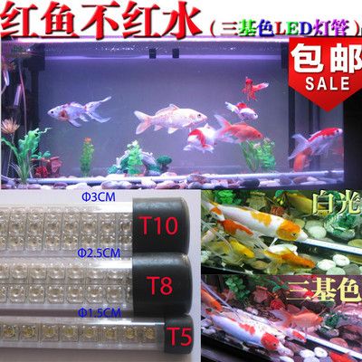 養(yǎng)龍魚魚缸燈最適合放在什么位置好看：養(yǎng)龍魚的魚缸燈的擺放位置