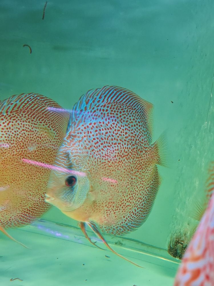 還是這漂亮仙氣飄飄：七彩魚還是很漂亮的祝大家年年有余萬事如意 觀賞魚論壇 第3張