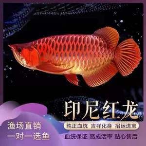 什么是大湖魚紅龍魚：大湖魚紅龍魚是一種特殊的外觀和飼養(yǎng)難度的紅龍魚 龍魚百科 第3張