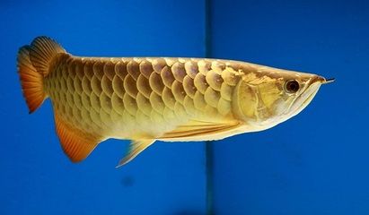 龍魚做眼睛手術(shù)能吃嗎：龍魚手術(shù)后掉眼怎么辦？