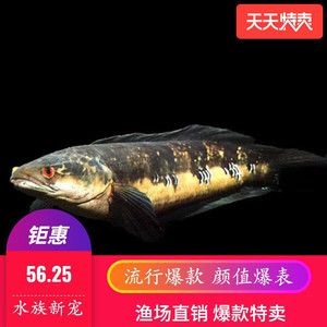 萬吉龍魚多少錢一只：萬吉龍魚價格是多少