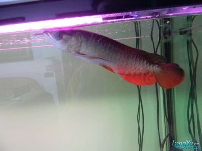 網(wǎng)上買龍魚怎么過水：龍魚養(yǎng)殖技巧和注意事項 龍魚百科 第2張