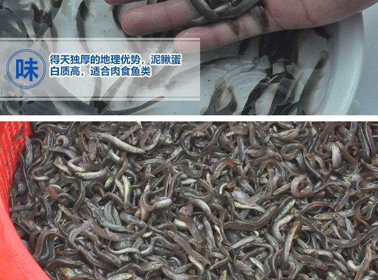 喂龍魚的泥鰍怎么處理