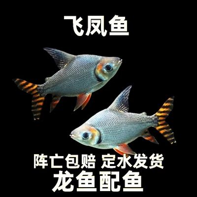 龍魚缸推薦一下好嗎：龍魚缸選購指南