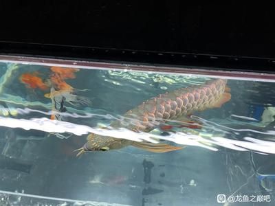 紫羅蘭龍魚是什么品種：“紫羅蘭龍魚”并非標(biāo)準(zhǔn)的龍魚品種名稱并非標(biāo)準(zhǔn)的龍魚品種