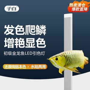 養(yǎng)金龍魚(yú)用什么顏色燈好：養(yǎng)金龍魚(yú)時(shí)選擇合適的燈光顏色對(duì)于金龍魚(yú)的健康和美觀至關(guān)重要 龍魚(yú)百科 第2張