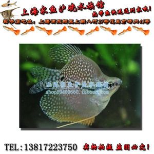 什么品種的紅龍魚(yú)最好看又好養(yǎng)的：什么品種的紅龍魚(yú)好養(yǎng)？