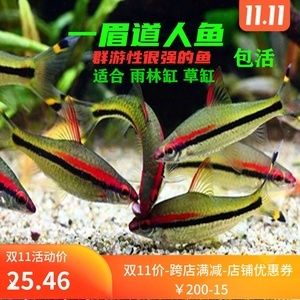 黑影道人魚批發(fā)：阿里巴巴1688上的黑影道人魚批發(fā)和貨源基地選擇