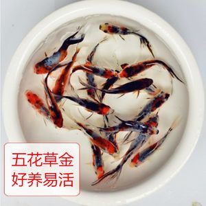 龍魚飼料魚用什么魚好：龍魚飼料品牌和規(guī)格， 龍魚百科 第2張