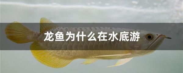 龍魚只在水面上游怎么辦：龍魚只在水面上游可能有多種原因解決龍魚只在水面上游的問題 龍魚百科 第2張