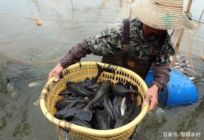 水族主題相關批發(fā)：水族批發(fā)市場有哪些？ 龍魚百科 第2張