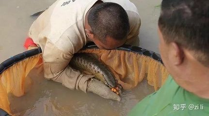 原生態(tài)龍魚：原生態(tài)龍魚的養(yǎng)殖與養(yǎng)殖與欣賞原生態(tài)龍魚的養(yǎng)殖與欣賞