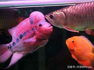 龍魚(yú)和羅漢混養(yǎng)好不好：羅漢魚(yú)和龍魚(yú)混養(yǎng)的注意事項(xiàng)