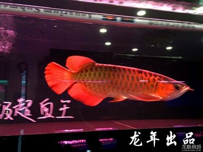 怎么預(yù)防金龍魚掉眼：如何避免金龍魚掉眼 龍魚百科 第2張