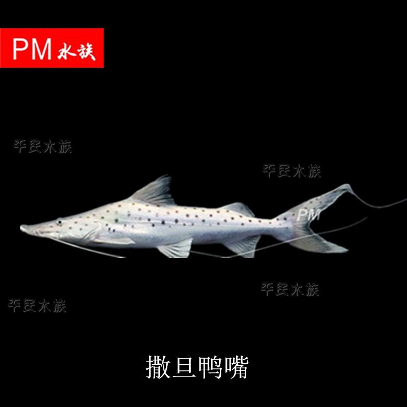 銀豹鴨嘴魚和龍魚混養(yǎng)嗎：銀豹鴨嘴魚和龍魚并不建議混養(yǎng)以下是具體的分析 龍魚百科 第2張