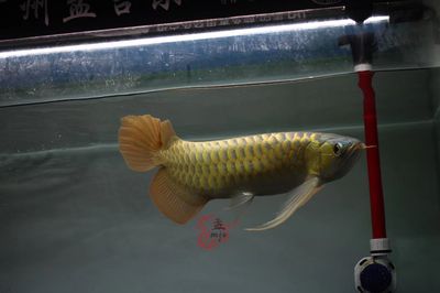 龍魚怎么養(yǎng)殖的好：養(yǎng)殖龍魚的注意事項，龍魚養(yǎng)殖注意事項