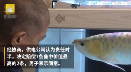 金龍魚停電：關(guān)于金龍魚停電的問題 龍魚百科 第1張