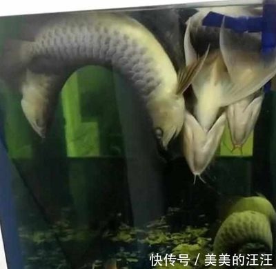 金龍魚停電：關(guān)于金龍魚停電的問題 龍魚百科 第3張