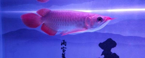 龍魚做掉眼手術(shù)后蒙眼了怎么辦：龍魚掉眼怎么辦