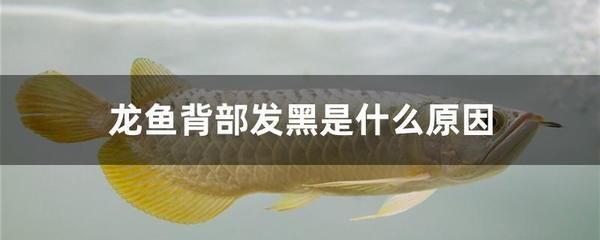 水龍魚是什么魚：水龍魚是一種大型淡水魚的歷史和顏色都有特定的寓意 龍魚百科 第3張