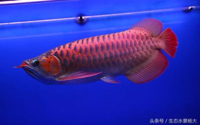 新加坡紅龍魚和馬來(lái)西亞紅龍：新加坡紅龍魚和馬來(lái)西亞紅龍魚的區(qū)別