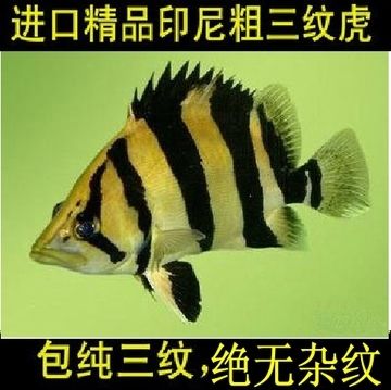 一條龍魚幾條虎魚好：一條龍魚和幾條虎魚的最佳混養(yǎng)數(shù)量