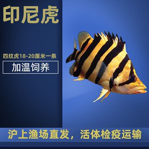 能和龍魚(yú)虎魚(yú)混養(yǎng)的魚(yú)品種有哪些：可以與龍魚(yú)、虎魚(yú)混養(yǎng)的魚(yú)品種：與龍魚(yú)混養(yǎng)的魚(yú)品種