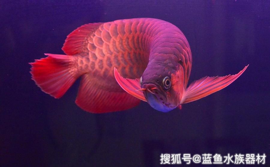 龍魚扭動(dòng)身體：龍魚扭動(dòng)身體可能有多種原因 龍魚百科 第2張