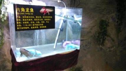 龍魚之家水族館：晉江龍魚之家水族館