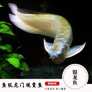 龍魚(yú)魚(yú)缸品牌排名前十