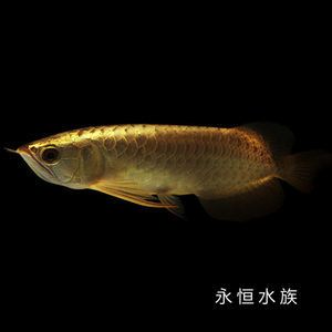 血麒麟金龍魚：血麒麟金龍魚是一種高檔的觀賞魚類 龍魚百科 第2張