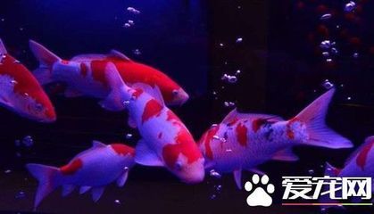 綠皮紅龍魚怎么樣：綠皮紅龍魚的特點(diǎn)和飼養(yǎng)方式