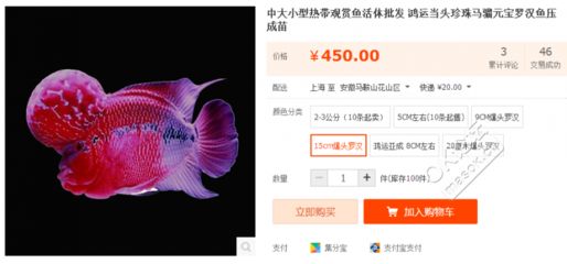 小金龍魚苗：小金龍魚苗的飼養(yǎng)技巧