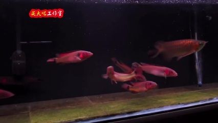 適合與紅龍魚(yú)混養(yǎng)的魚(yú)種有哪些：如何選擇與紅龍魚(yú)混養(yǎng)的魚(yú)種