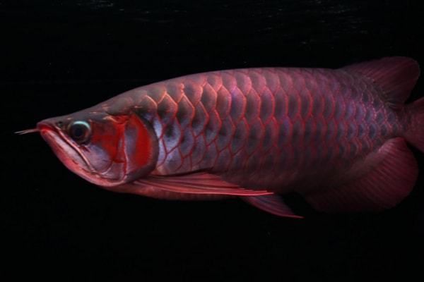 印尼大湖紅龍魚幼魚怎么養(yǎng)的：印尼大湖紅龍魚幼魚的飼養(yǎng)方法