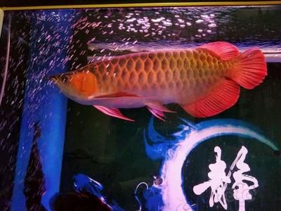 怎樣防止龍魚掉眼淚：如何防止龍魚掉眼 龍魚百科 第3張