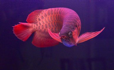 小紅龍魚成長變色過程視頻：關(guān)于小紅龍魚成長變色過程的視頻 龍魚百科 第3張