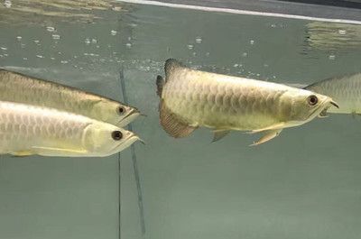 龍魚(yú)橫著漂浮在水面上不動(dòng)怎么回事：龍魚(yú)橫著漂浮在水面上不動(dòng)是什么原因？